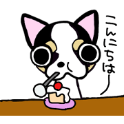 Chihuahua komugi