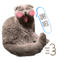 寶乖