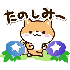 Sticker of Cute Shiba11