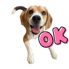 Beagle stickers(Pauli)