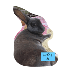 Cute bunny 4 No 3