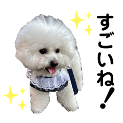 Bichon Frise "Cocotan" Vol. 5