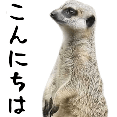 Zoo of the meerkat