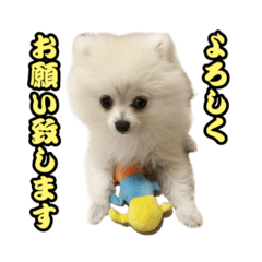 マダム洋子の愛犬ペコちゃん