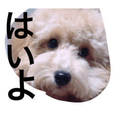 hanas stamp