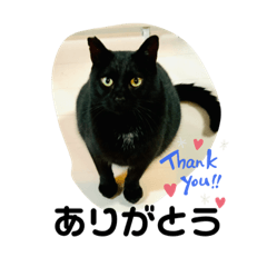 ebineko_20220611214724