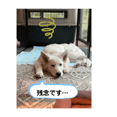 Alex the White Swiss Shepherd 2
