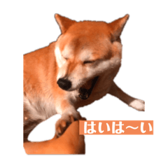 NC STICKERS Shiba and Chihuahua