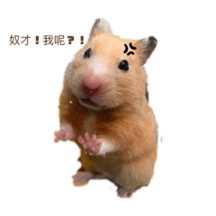小鼠波波popo