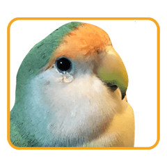 Ranmaru-chan Rosy-faced lovebird