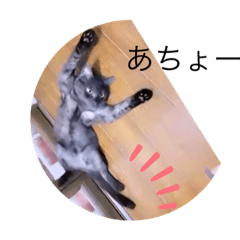 kape_20220611175954 – LINE stickers | LINE STORE