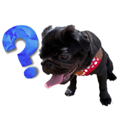 Black pug Na-chan