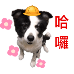 邊境牧羊犬Coco和Yuki