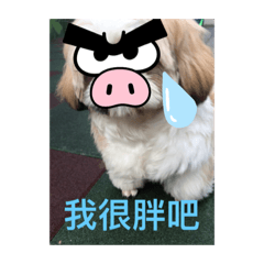 梅西的狗生之搞笑圖