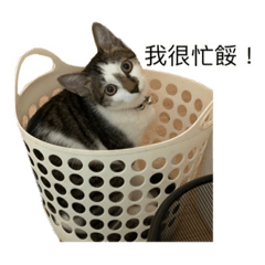 朝賢