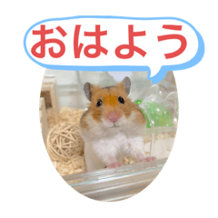 holo i mua_20220612142005