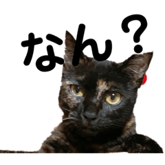 Hikari_20220610170751