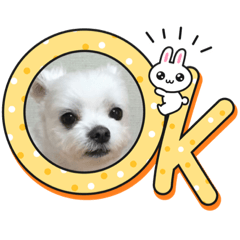 wagayano-maronkochan