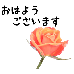 Rose flowers and message2