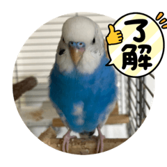 Momoko_20220612171528