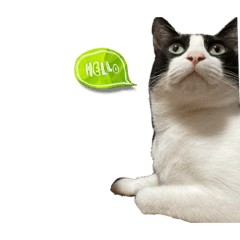 はち太郎(元保護ねこ)