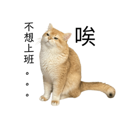 納將的喵生日常