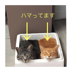 Kaori_20220612191950