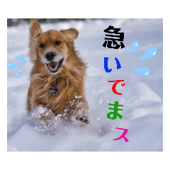 Honey_20220613141532