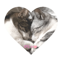 SakuraNeko_20220612154456 – LINE stickers LINE STORE