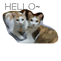 So Cute cats~