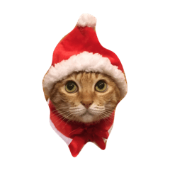 Jingle Meow