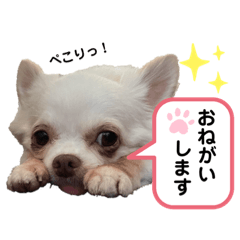 保護犬マロンのスタンプ2