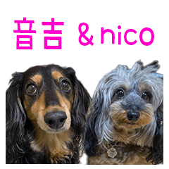 My dogs Otokichi & Nico