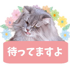 namamura anndou yukainanakama