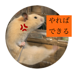 I LOVE hamster_20220613214258