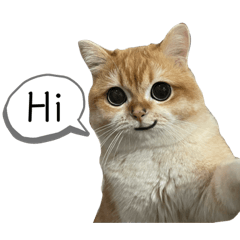 納將的喵生日常(趴two)