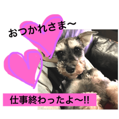 うちのシュナウザー3