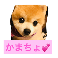 Pomeranian happy cute stamp