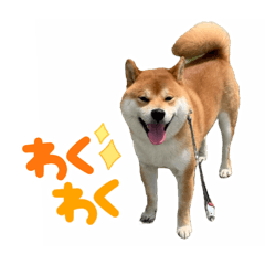 Shiba Inu Riku-kun