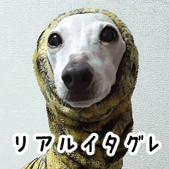 Italian greyhound photo type sticker