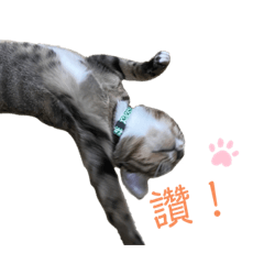 咪咪常用貼圖