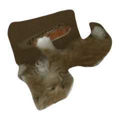 My kitten?