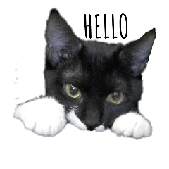 sweetcat-part1