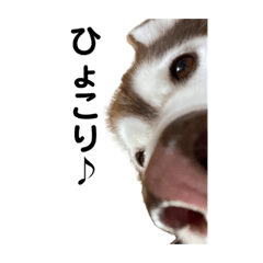 Here's a Husky Yuua sticker.