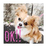 chihuahuanko ~kina ~