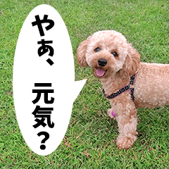 Marin-chan of Toy Poodle