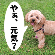 Marin-chan of Toy Poodle