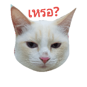 NOMSOD JARK TAO