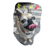 Chihuahuapug RYUchan 2