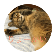 freedom cat sora